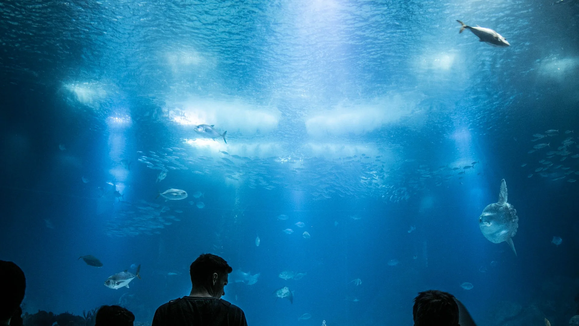 Відвідувачі силуетами біля вікна великого центрального резервуара Oceanário de Lisboa, океанічна сонячна риба та зграї риб, що пропливають крізь промені світла